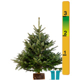 2-3 Ft Nordmann Fir Christmas Tree - Non Needle Drop