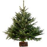 2-3 Ft Nordmann Fir Christmas Tree - Non Needle Drop