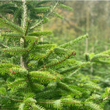 4-5 Ft Nordmann Fir Christmas Tree - Non Needle Drop