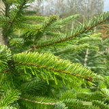 7-8 Ft Nordmann Fir Christmas Tree - Non Needle Drop