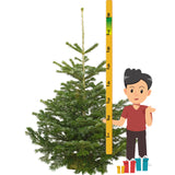 7-8 Ft Nordmann Fir Christmas Tree - Non Needle Drop