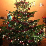 7-8 Ft Nordmann Fir Christmas Tree - Non Needle Drop