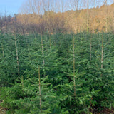 4-5 Ft Nordmann Fir Christmas Tree - Non Needle Drop