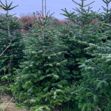 2-3 Ft Nordmann Fir Christmas Tree - Non Needle Drop
