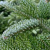7-8 Ft Nordmann Fir Christmas Tree - Non Needle Drop