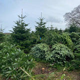 2-3 Ft Nordmann Fir Christmas Tree - Non Needle Drop