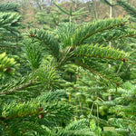 2-3 Ft Nordmann Fir Christmas Tree - Non Needle Drop