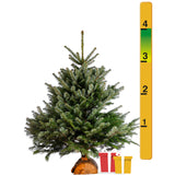 3-4 Ft Nordmann Fir Christmas Tree - Non Needle Drop