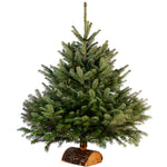 4-5 Ft Nordmann Fir Christmas Tree - Non Needle Drop