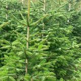 5-6 Ft Nordmann Fir Christmas Tree - Non Needle Drop
