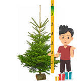 6-7 Ft Nordmann Fir Christmas Tree - Non Needle Drop