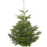 7-8 Ft Nordmann Fir Christmas Tree - Non Needle Drop