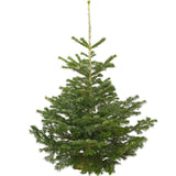 10-11 Ft Nordmann Fir Christmas Tree - Non Needle Drop