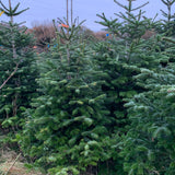 7-8 Ft Nordmann Fir Christmas Tree - Non Needle Drop