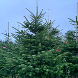 8-9 Ft Nordmann Fir Christmas Tree - Non Needle Drop