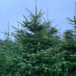 12-13 Ft Nordmann Fir Christmas Tree - Non Needle Drop