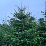 13-14 Ft Nordmann Fir Christmas Tree - Non Needle Drop
