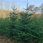 13-14 Ft Nordmann Fir Christmas Tree - Non Needle Drop