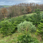 11-12 Ft Nordmann Fir Christmas Tree - Non Needle Drop