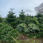 5-6 Ft Nordmann Fir Christmas Tree - Non Needle Drop