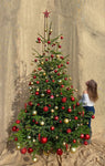 10-11 Ft Nordmann Fir Real Christmas Tree