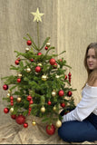 2-3 Ft Nordmann Fir Christmas Tree