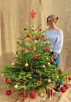 5-6 Ft Nordmann Fir Christmas Tree