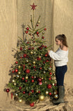 7-8 Ft Nordmann Fir Christmas Tree